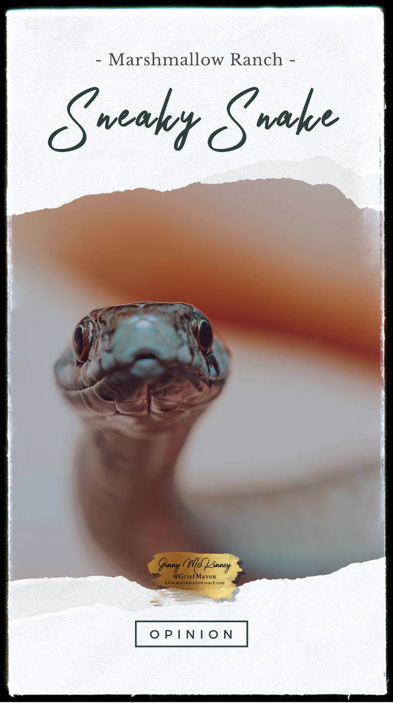 sneaky snake toy